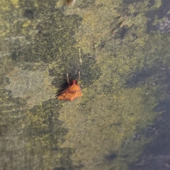 Melese flavimaculata