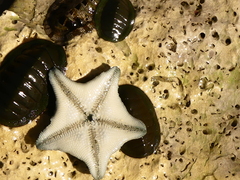 Asterinidae