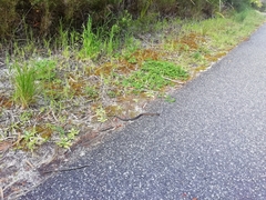 Notechis scutatus occidentalis