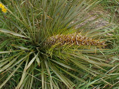 Aciphylla aurea
