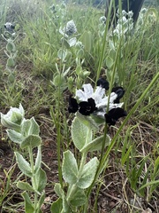 Stachytarpheta glazioviana