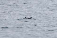 Brachyramphus marmoratus