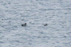 Brachyramphus marmoratus