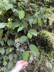 Begonia convallariodora