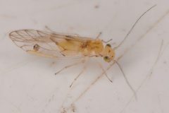 Trichopsocus