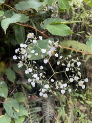 Begonia convallariodora