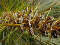 Aciphylla aurea