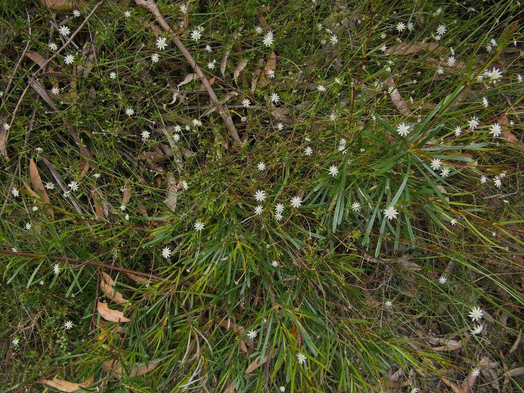 Lesser Flannel Flower