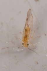 Trichopsocus