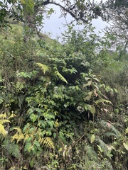 Begonia convallariodora
