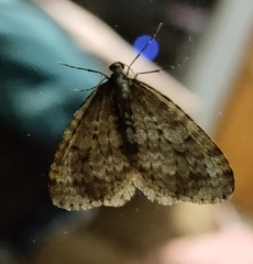 Operophtera occidentalis