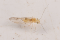 Trichopsocus