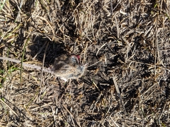 Peromyscus sonoriensis