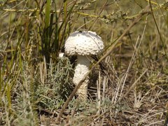 Saproamanita vittadinii