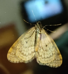 Operophtera occidentalis