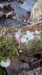 Scytinotus longinquus