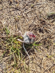 Peromyscus sonoriensis