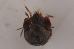 Phenopelopidae