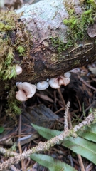 Scytinotus longinquus