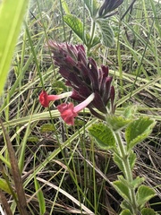 Stachytarpheta villosa