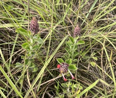 Stachytarpheta villosa