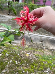 Hibiscus schizopetalus