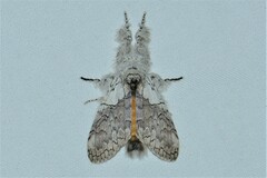 Calliteara horsfieldii