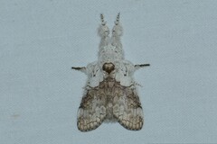 Calliteara horsfieldii