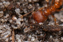 Amblyopone ferruginea