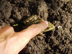 Pelophylax