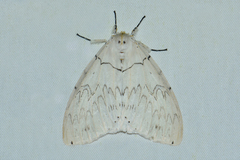 Psilochira lineata
