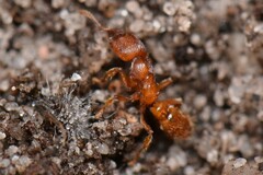 Amblyopone ferruginea