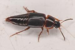 Tachinus