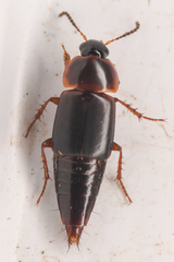 Tachinus