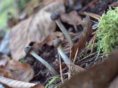 Tolypocladium rouxii