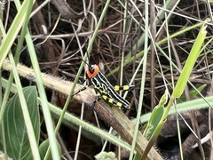 Zoniopoda danottei