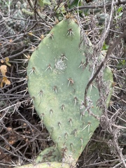 Opuntia semispinosa