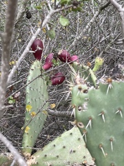 Opuntia semispinosa