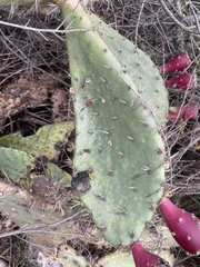 Opuntia semispinosa
