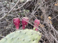 Opuntia semispinosa