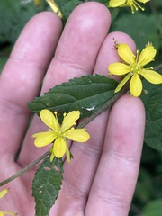 Triumfetta semitriloba