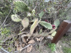 Opuntia semispinosa