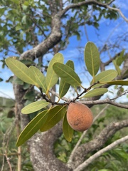 Salacia