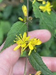 Triumfetta semitriloba