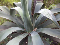 Agave hookeri