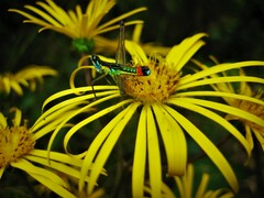 Paramastax duquei