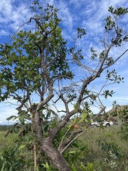 Salacia