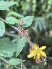 Triumfetta semitriloba