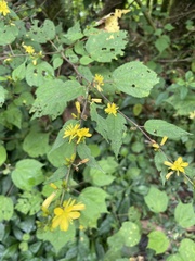 Triumfetta semitriloba