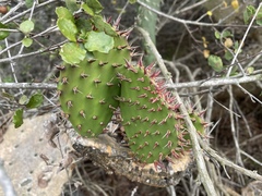 Opuntia semispinosa